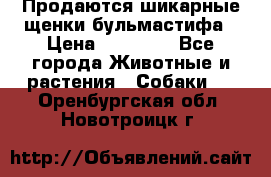 Продаются шикарные щенки бульмастифа › Цена ­ 45 000 - Все города Животные и растения » Собаки   . Оренбургская обл.,Новотроицк г.